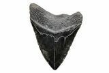 Fossil Megalodon Tooth - South Carolina #201621-2
